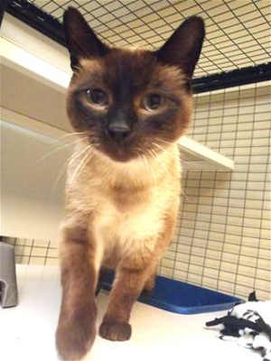 “Atlas” is a 1-year-old male Siamese mix in cat room kennel No. 38, ID No. 39285. Photo courtesy of Lake County Animal Care and Control. 38atlas