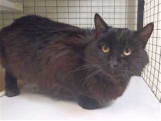 This 6-year-old male domestic long hair mix is in cat room kennel No. 39, ID No. 39576. Photo courtesy of Lake County Animal Care and Control. 39blackcat
