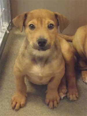 This 14-week-old male shepherd mix puppy is in kennel No. 3b, ID No. 39313. Photo courtesy of Lake County Animal Care and Control. 3bshepherd