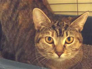 This 3-year-old female domestic short hair mix is in cat room kennel No. 46, ID No. 39321. Photo courtesy of Lake County Animal Care and Control. 46torbie