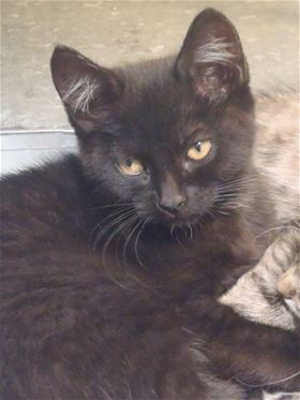 This 10-week-old female domestic short hair kitten is in cat room kennel No. 49a, ID No. 40157. Photo courtesy of Lake County Animal Care and Control. 49bblackkitten