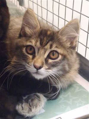 This 10-week-old female domestic medium hair mix kitten is in cat room kennel No. 49b, ID No. 40158. Photo courtesy of Lake County Animal Care and Control. 49bkitten