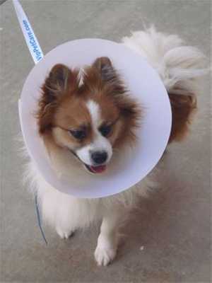 This 2-year-old male Papillon mix is in kennel No. 5, ID No. 39708. Photo courtesy of Lake County Animal Care and Control. 5papillon