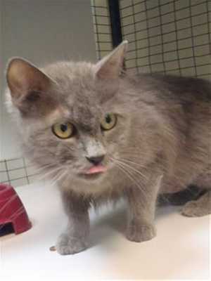 This 2-year-old female domestic medium hair mix cat is in cat room kennel No. 62, ID No. 39667. Photo courtesy of Lake County Animal Care and Control. 62graycat