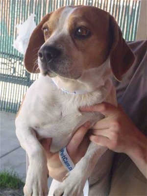 This female beagle-pug mix is in kennel No. 6, ID No. 39493. Photo courtesy of Lake County Animal Care and Control. 6beaglepug