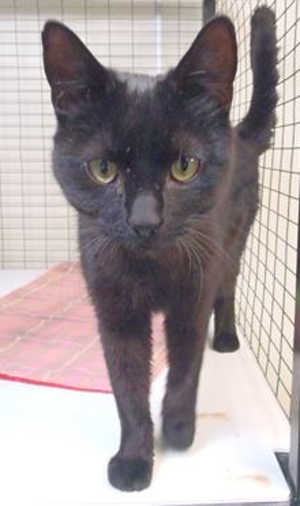 This 7-month-old domestic short hair mix is in cat room kennel No. 77, ID No. 39575. Photo courtesy of Lake County Animal Care and Control. 77blackcat