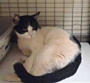 This 2-year-old male domestic short hair mix is in cat room kennel No. 7, ID No. 39894. Photo courtesy of Lake County Animal Care and Control. 7bwcat