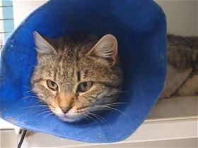 This 1-year-old female brown tabby is in cat room kennel No. 7, ID No. 39398. Photo courtesy of Lake County Animal Care and Control. 7graytabby