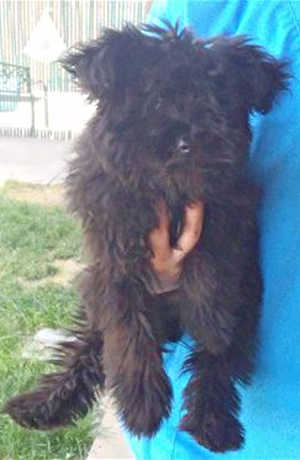 This 15-week-old male terrier mix is in kennel No. 7, ID No. 39692. Photo courtesy of Lake County Animal Care and Control. 7terriermix