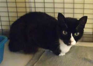 This 5-year-old male tuxedo cat is in cat room kennel No. 80, ID No. 39342. Photo courtesy of Lake County Animal Care and Control. 80tuxedo