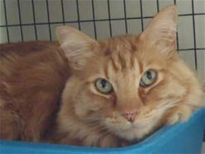 “Johnny” is a 6-year-old male orange tabby in cat room kennel No. 84a, ID No. 40141. Photo courtesy of Lake County Animal Care and Control. 84ajohnny