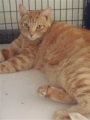 “Mittens” is a 6-year-old female orange tabby in cat room kennel No. 84b, ID No. 40142. Photo courtesy of Lake County Animal Care and Control. 84bmittens
