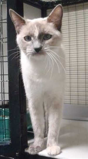 “Winnie” is an 8-month-old Siamese mix in cat room kennel No. 88, ID No. 39396. Photo courtesy of Lake County Animal Care and Control. 88winnie