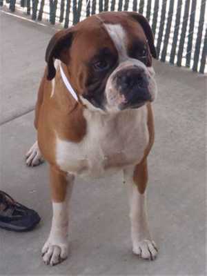 “Baxter” is a 4-year-old male boxer mix in kennel No. 8, ID No. 39794. Photo courtesy of Lake County Animal Care and Control. 8boxermix