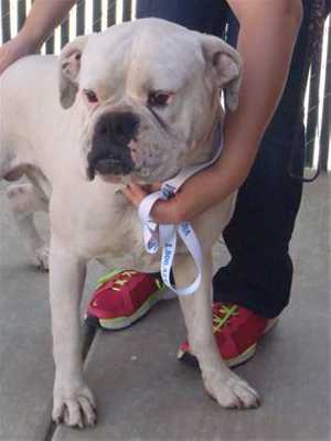 “Gringo” is a 4-year-old male boxer mix in kennel No. 8, ID No. 39795. Photo courtesy of Lake County Animal Care and Control. 8gringo