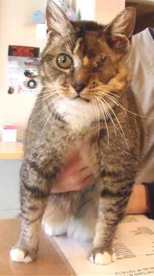 “Iris” is a 2-year-old female brown tabby in cat room kennel No. 91, ID No. 39077. Photo courtesy of Lake County Animal Care and Control. 91iris