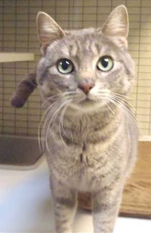 This 1-year-old male domestic short hair mix is in cat room kennel No. 92, ID No. 39279. Photo courtesy of Lake County Animal Care and Control. 92torbie