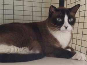 This 9-year-old male Siamese mix is in cat room kennel No. 95a, ID No. 39484. Photo courtesy of Lake County Animal Care and Control. 95asiamese