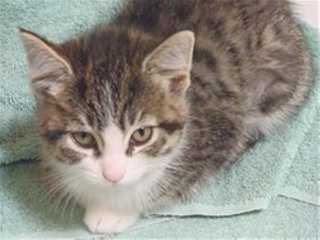 This 10-week-old female domestic short hair mix kitten is in cat room kennel No. 95a, ID No. 39627. Photo courtesy of Lake County Animal Care and Control. 95atabby