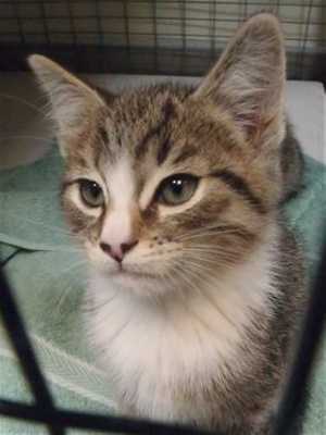 This 10-week-old male gray tabby kitten is in cat room kennel No. 95b, ID No. 39628. Photo courtesy of Lake County Animal Care and Control. 95btabby