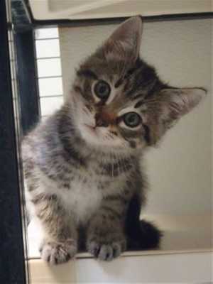This 10-week-old male gray tabby kitten is in cat room kennel No. 95c, ID No. 39629. Photo courtesy of Lake County Animal Care and Control. 95ctabbykitty
