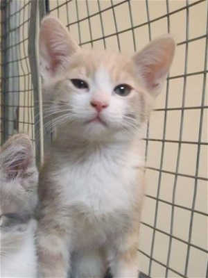 This 9-week-old male domestic short hair mix kitten is in cat room kennel No. 99a, ID No. 40144. Photo courtesy of Lake County Animal Care and Control. 99akitten