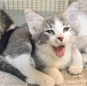 This 9-week-old male domestic short hair mix kitten is in cat room kennel No. 99c, ID No. 40146. Photo courtesy of Lake County Animal Care and Control. 99cgraykitten