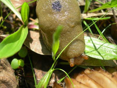 Banana slugs are the sign of a healthy ecosystem. Photo by Kathleen Scavone. bananalug1