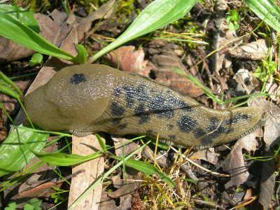 A banana slug eats a mushroom. Photo by Kathleen Scavone. bananaslug2
