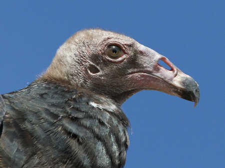 A juvenile turkey vulture photographed at Clear Lake State Park in Kelseyville, Calif., by Brad Barnwell. barnwellbuzzard
