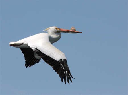 An American White Pelican photographed by Brad Barnwell on Clear Lake in Lake County, Calif. barnwellpelican
