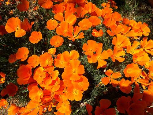 California poppies. Photo by Brad Barnwell. barnwellpoppies