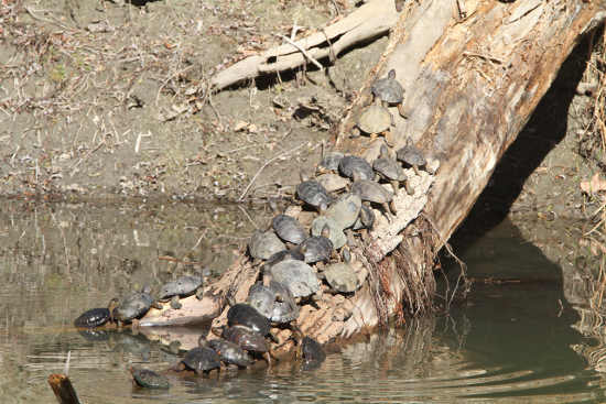 A group of 29 turtles photographed by Brad Barnwell on Kelsey Slough at Clear Lake State Park in Kelseyville, Calif. barnwellturtles