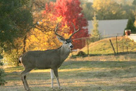 The public should not feed wildlife, including deer, according to state wildlife officials. Photo courtesy of the California Department of Fish and Wildlife. cdfwdeer