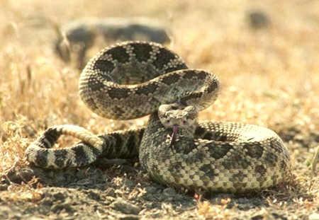 A rattlesnake. Photo courtesy of the California Department of Fish and Wildlife. cdfwrattler
