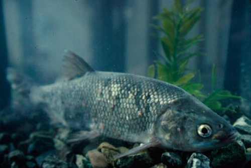 The Clear Lake hitch was granted “threatened” status by the California Fish and Game Commission on Wednesday, August 6, 2014. Photo by Richard Macedo/California Department of Fish and Wildlife. clearlakehitch