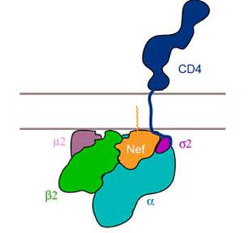 hivproteins