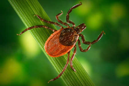 The deer tick is responsible for transmitting Lyme disease. Courtesy photo. lymediseasetick