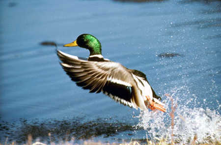 A mallard drake takes flight from calm waters. Photo courtesy of U.S. Fish and Wildlife Service. mallarddrake