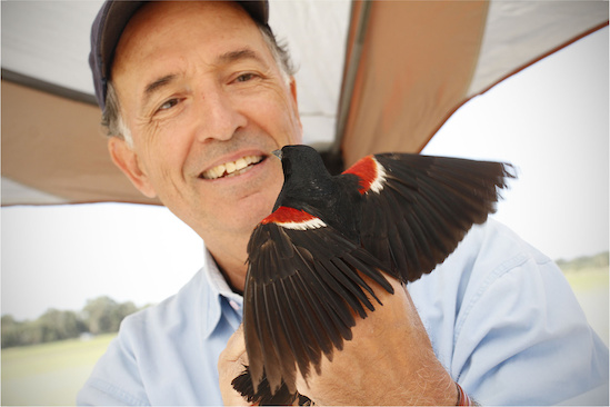 UC Davis staff researcher Robert Meese prepares to release a banded tricolored blackbird. He coordinated the 2014 Tricolored Blackbird Statewide Survey, which showed the birds' population numbers are declining drastically. Photographed by Sylvia Wright at Conaway Ranch, Yolo County, Calif., on Monday, June 16, 2014. meeseblackbird1