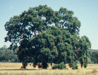 The "Kite tree" at Anderson Marsh State Historic Park in Lower Lake, Calif. Photo by Kathleen Scavone. scavoneamiakitetree