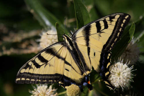 swallowtailbutterfly