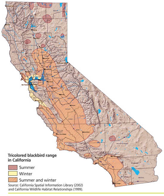 A map of the tricolored blackbird range in California, courtesy of UC Davis. tricoloredblackbirdmap