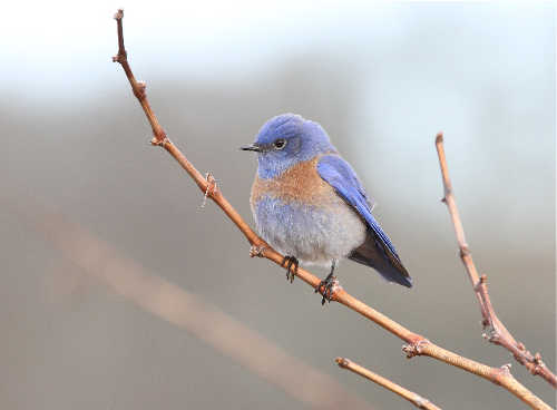 westernbluebirdbarnwell