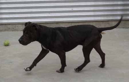 This young male dog is in kennel No. 8, ID No. 4491, at Lake County Animal Care and Control in Lakeport, Calif. Photo by Elizabeth Larson/Lake County News. 030216blackpit2