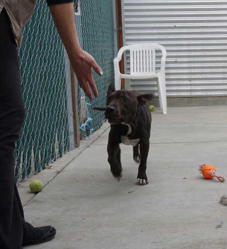 This young male pit bull mix enjoys some time in the play yard at Lake County Animal Care and Control in Lakeport, Calif. Photo by Elizabeth Larson/Lake County News. 030216blackpitplay