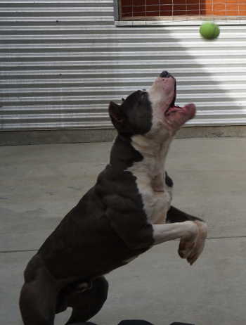 Getting ready for a mid-air tennis ball catch. Photo by Elizabeth Larson/Lake County News. 030216graypitball