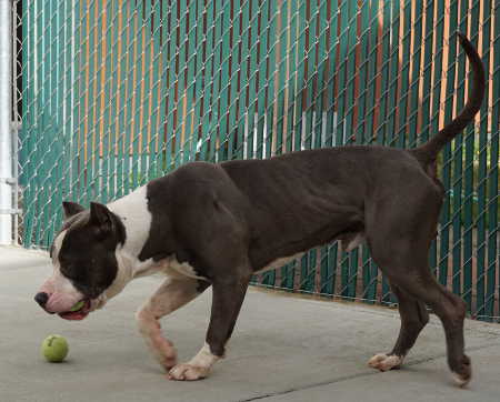 This male pit bull mix is in kennel No. 21, ID No. 4432. Photo courtesy of Lake County Animal Care and Control. 030216graypitcatch