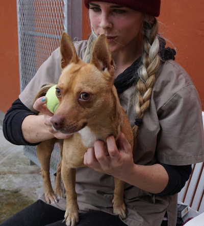 This male Chihuahua mix is in kennel No. 31, ID No. 4488. Photo by Elizabeth Larson/Lake County News. 030216malechimix