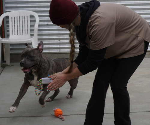 “Monkey” is a male pit bull who loves to play and is in need of a new home. Photo by Elizabeth Larson/Lake County News. 030216monkey1